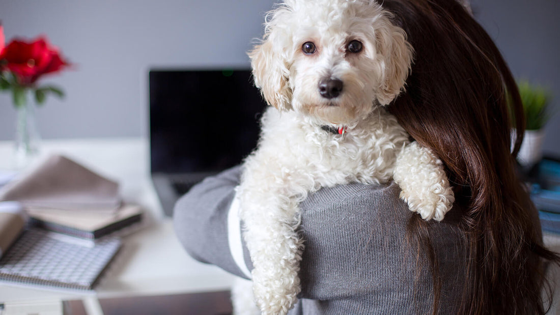 National Take Your Dog to Work Day, Or Every Day at Open Farm