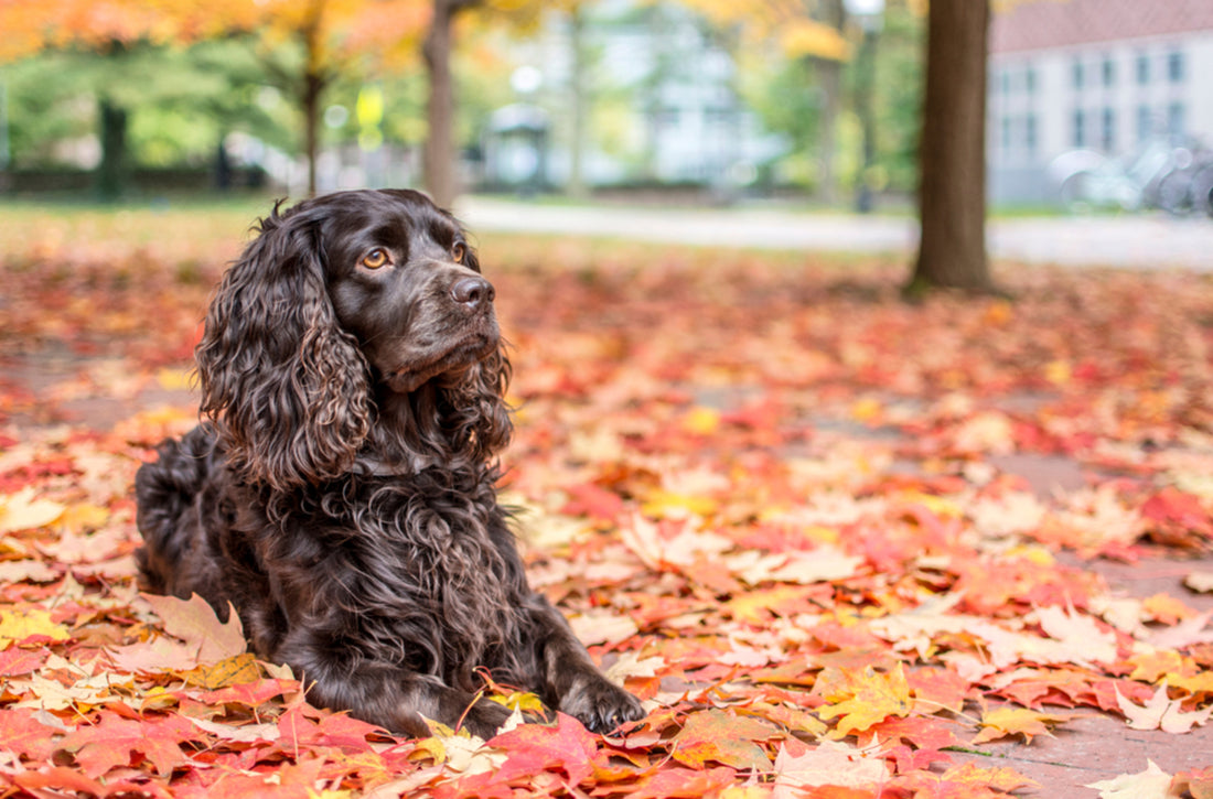 Best Dog Food for Boykin Spaniels