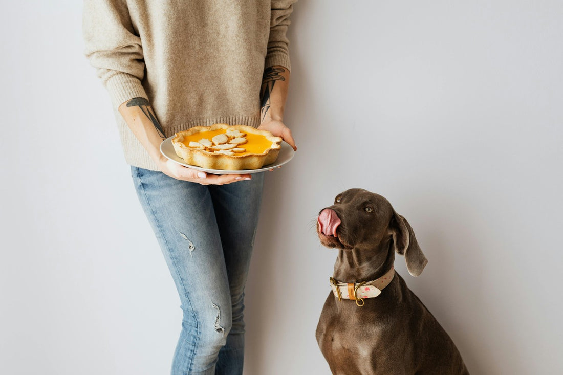 Dog licking lips for pie the human is holding