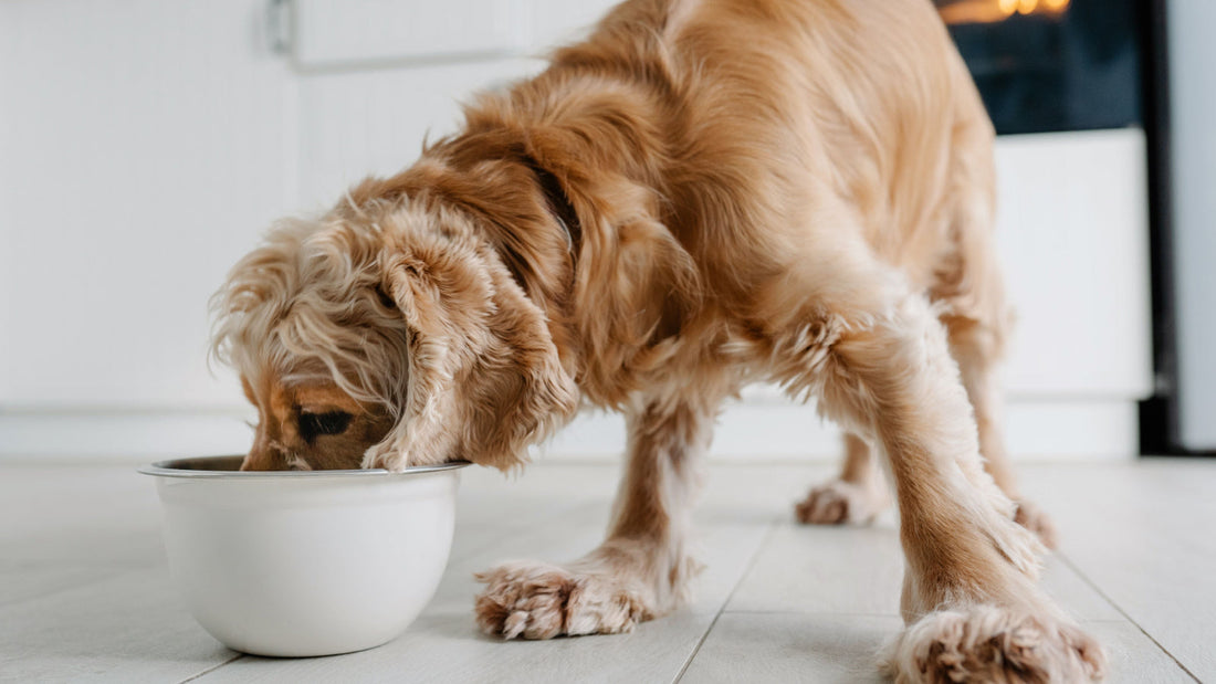 How Can I Help My Dog Absorb More Nutrition: Expert Tips Revealed