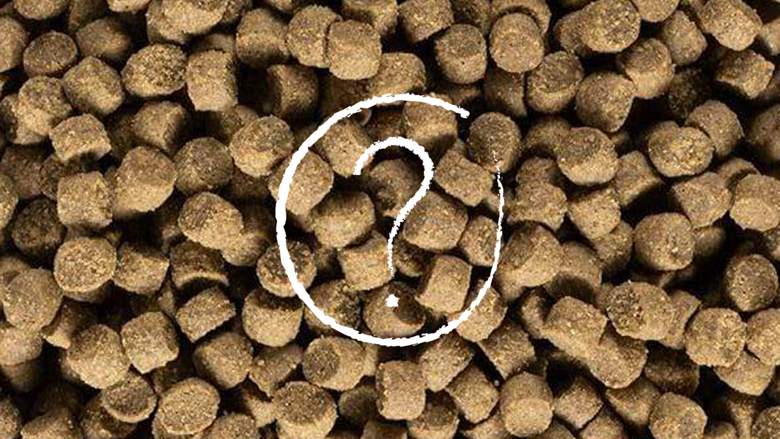 What Dog Food Recipe is Best For Your Dog?