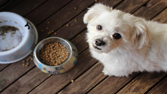 What Do You Feed a Dog With Diarrhea?