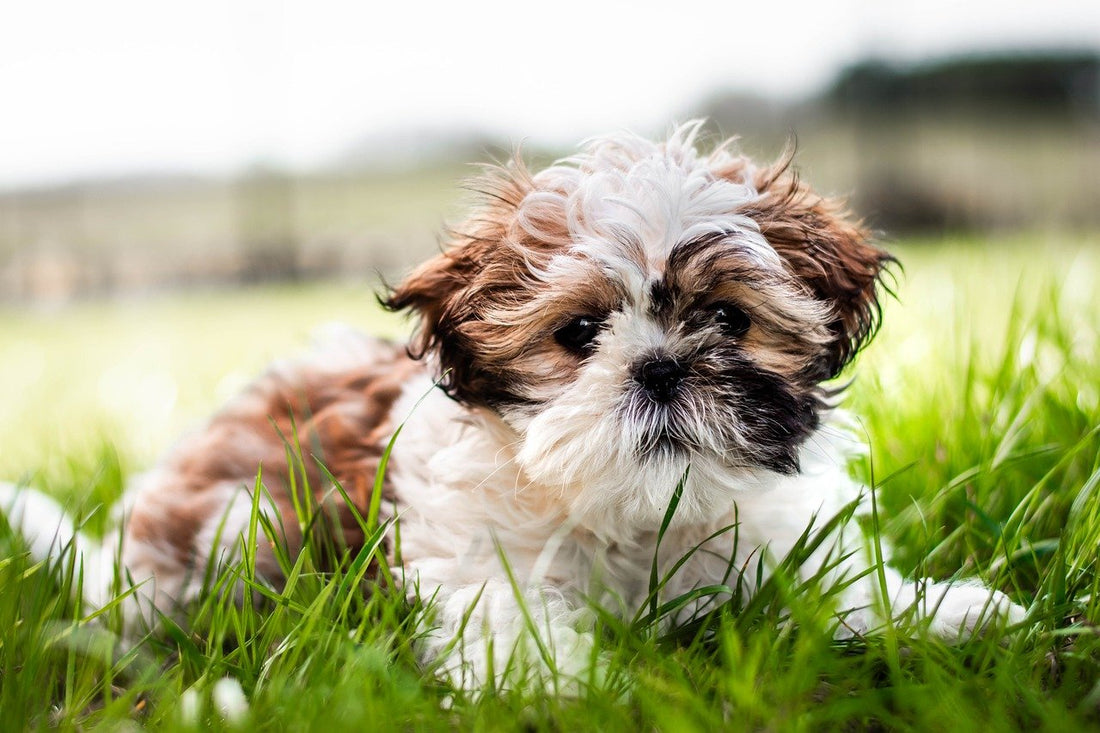 brown and white Shih Tzus laying in the grass