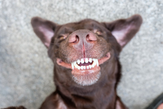 Dog Dental Care Tips: How to Clean Dogs Teeth