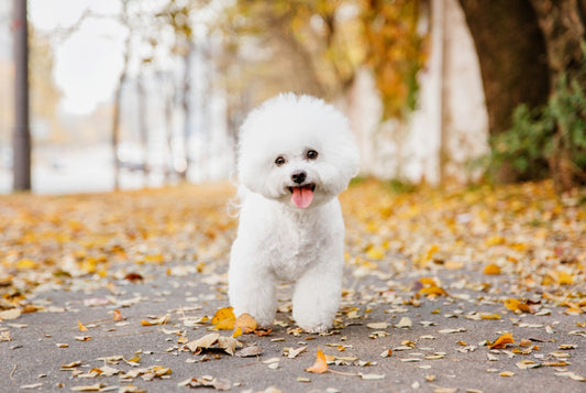 Best Dog Food for Bichon Frise