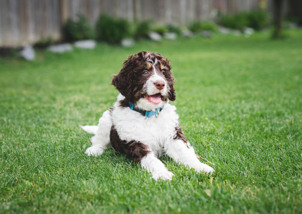 Best Dog Food for Bernedoodles