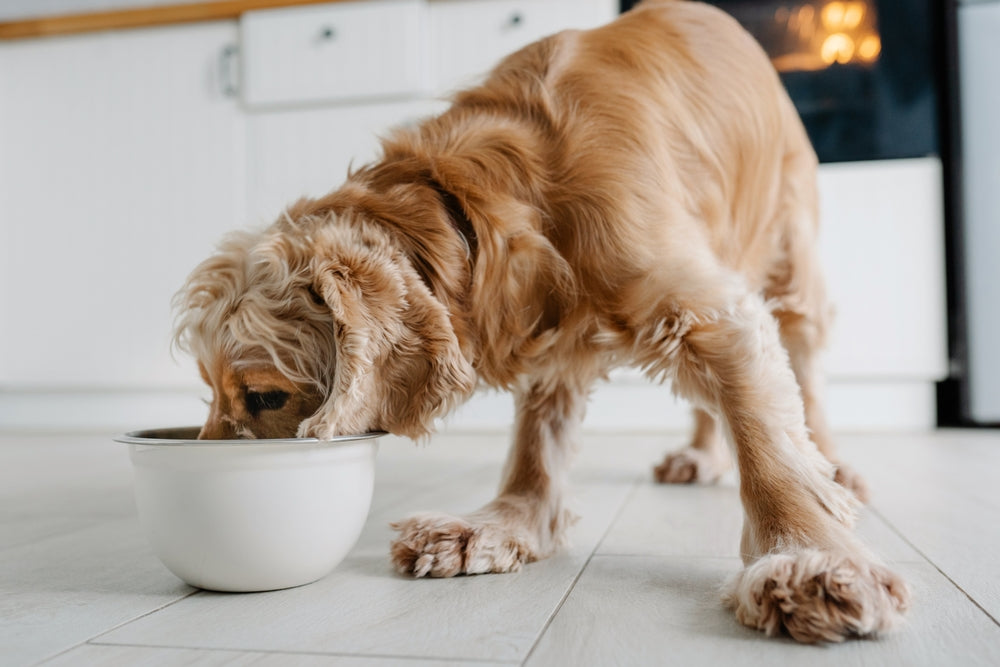 Golden colored dog eating out of a medium sized white bowl