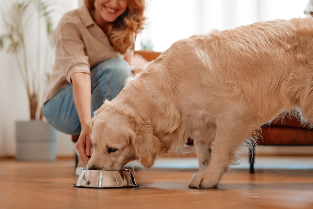 Golden Retriever eating out of a dog bowl.