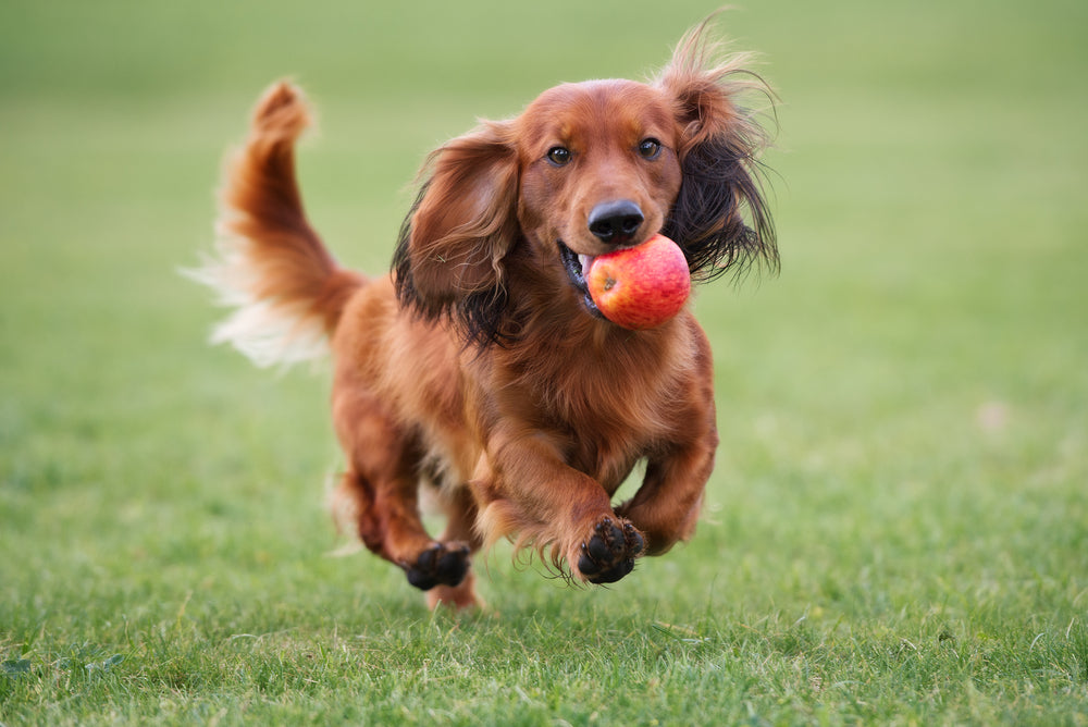 Can Dogs Eat Apples?