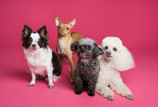 group of  four small dogs with pink background