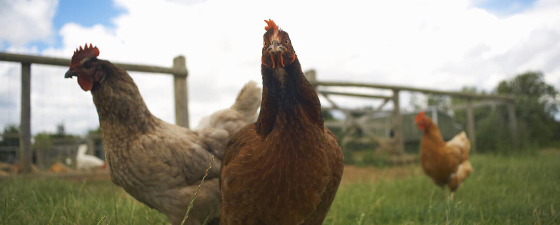 Why Cage-Free Isn't What You Think