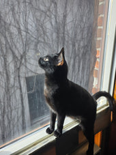 Penni
