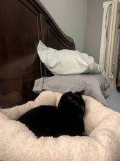 Kona