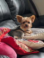 Bella
