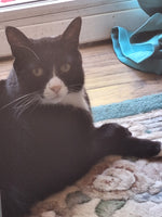 Merlin 