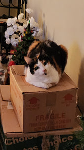 Tilly