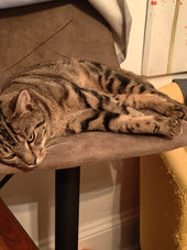 Franklin