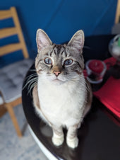 Luna
