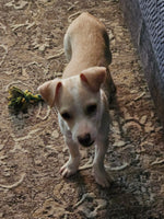 Maggie