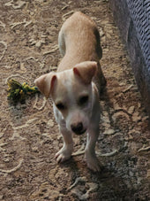 Maggie