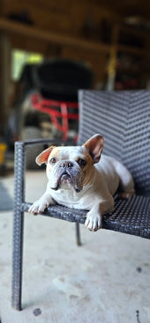 Hank
