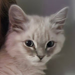 Cleo