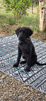 Finnegan 
