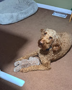 Toby
