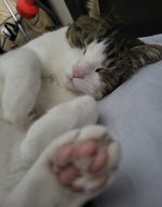 Chester