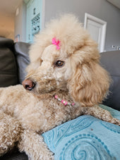 Sophie 