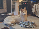 Tameika