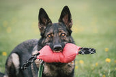 Tala