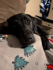 Finn
