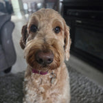 Girdy May