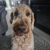 Girdy May