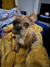 Mocha