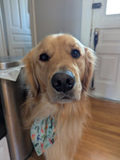 Murphy