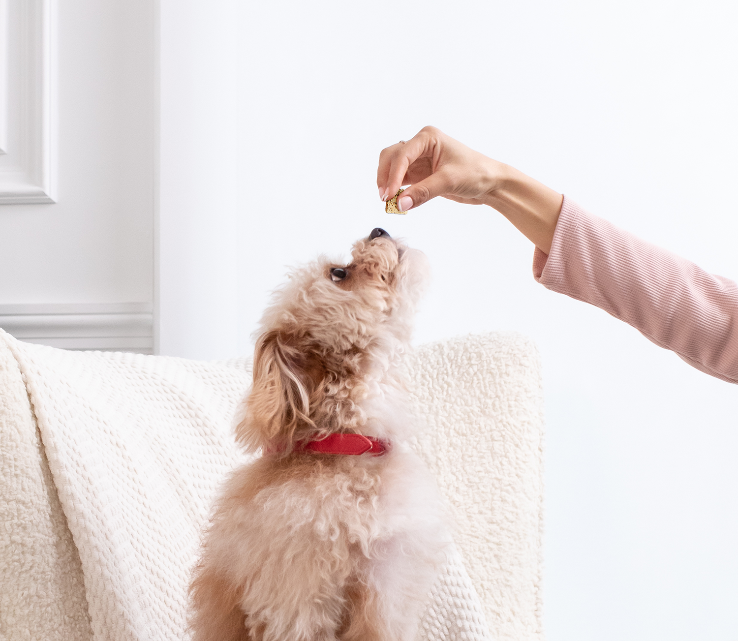Freeze Dried Raw Treats Variety Pack for Dogs