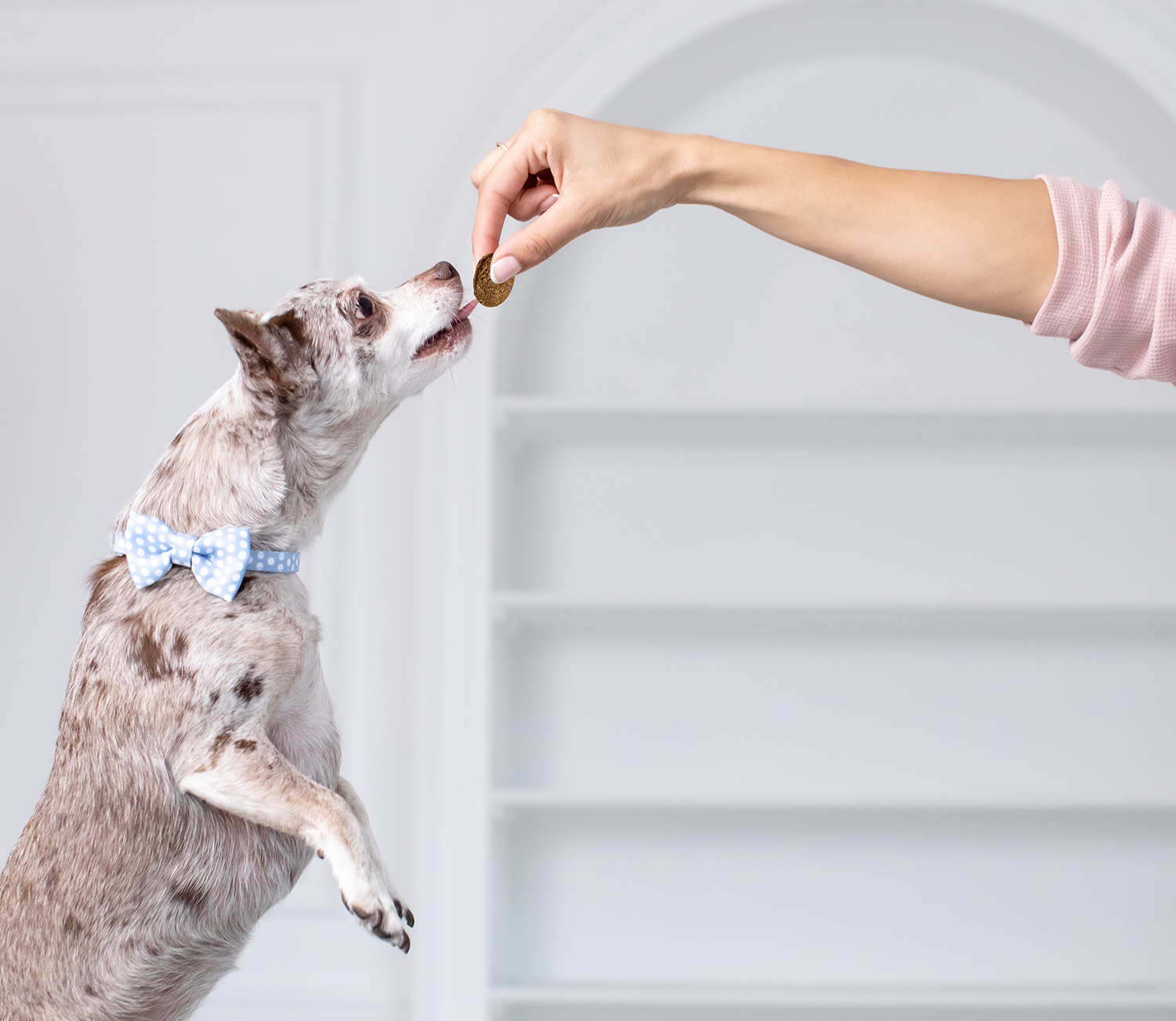 Best Sellers Treats Bundle for Dogs
