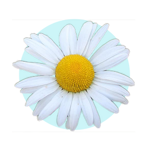 Chamomile