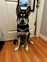Stella