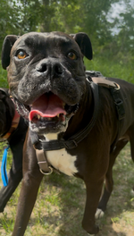 Remi
