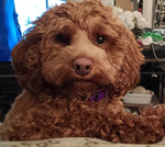 Dixie