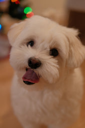 Kivi