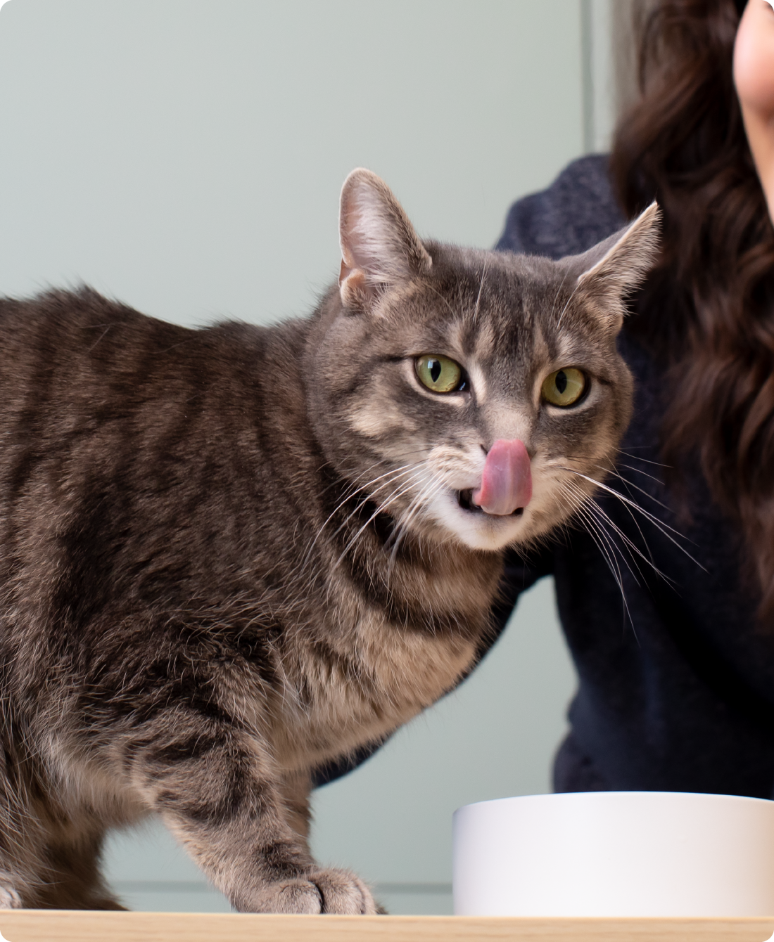 Cat Eat Cod Wild-Caught Salmon & Cod Freeze Dried Raw Cat Food – Open Farm - Canada
