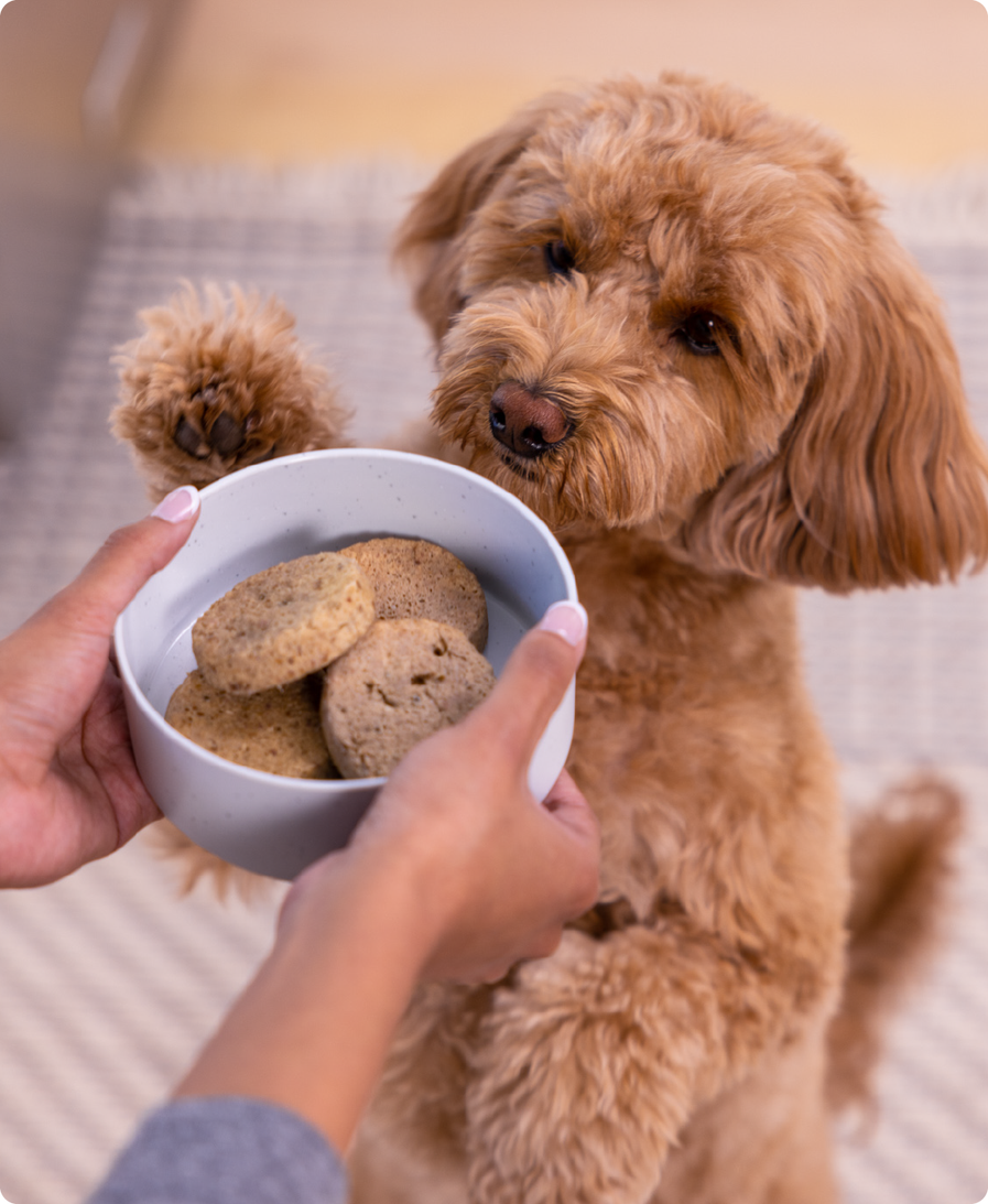 Surf & Turf Freeze Dried Raw Patties for Dogs