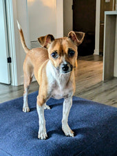 Frankie