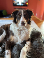 Fynn