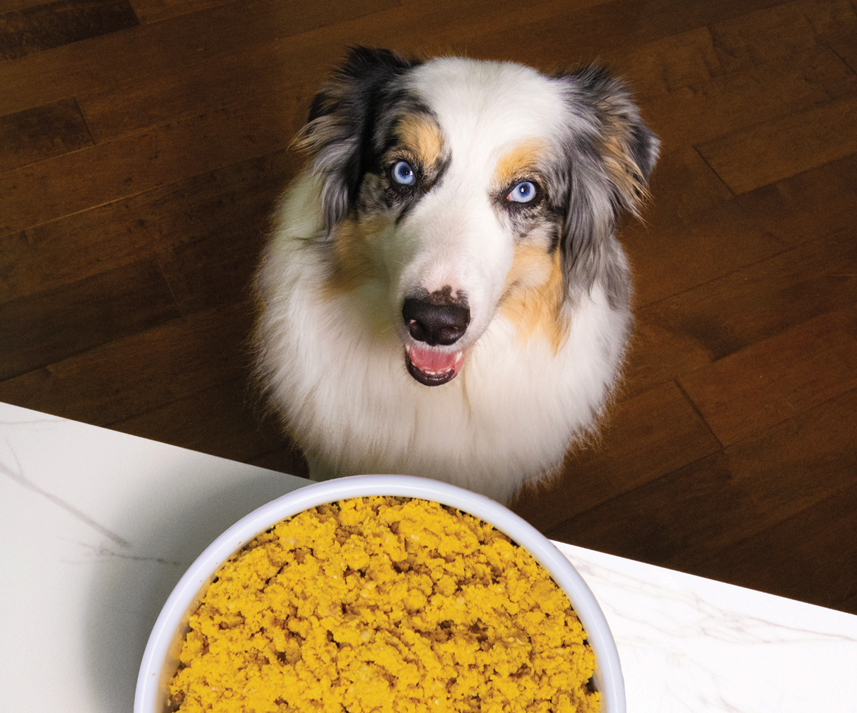 Dog Rescue Food Tummy Rescue Freshly Crafted Dog Food – Open Farm - Canada