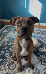 Nova 